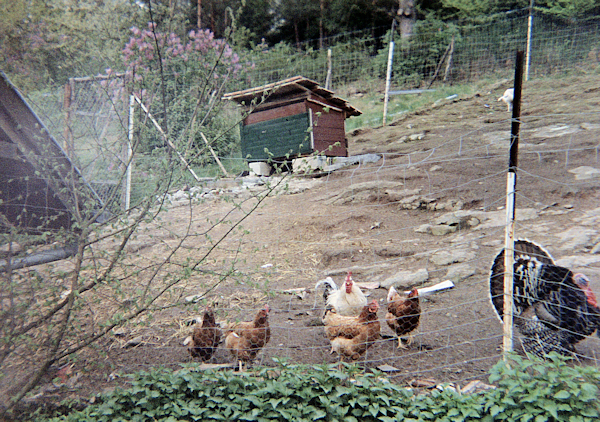Wintzenheim